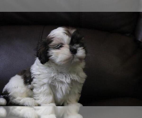 Medium Photo #4 Shih Tzu Puppy For Sale in HIALEAH, FL, USA