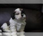 Small Photo #4 Shih Tzu Puppy For Sale in HIALEAH, FL, USA