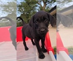 Small Doberman Pinscher-Goldendoodle Mix