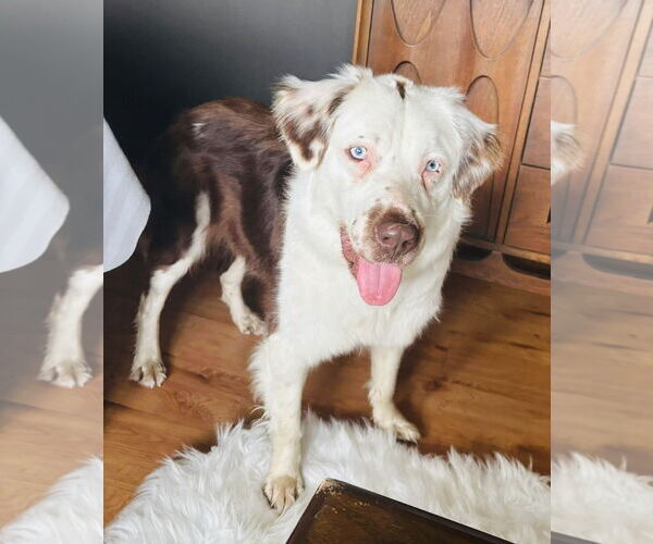 Medium Photo #4 Border-Aussie Puppy For Sale in Germantown, OH, USA