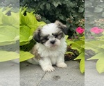 Small #1 Shih Tzu