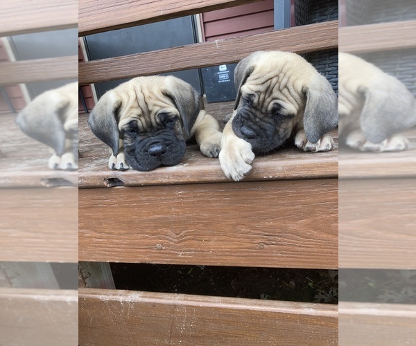 Medium Photo #7 Cane Corso Puppy For Sale in HERRIN, IL, USA
