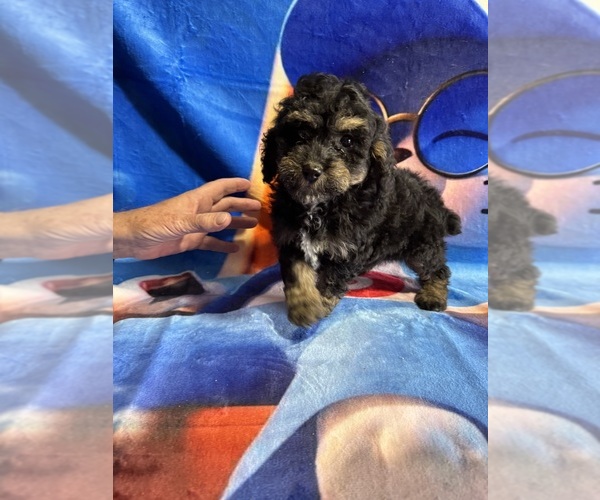 Medium Photo #1 Poodle (Miniature) Puppy For Sale in MUNFORDVILLE, KY, USA