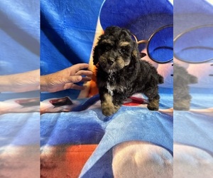 Poodle (Miniature) Puppy for sale in MUNFORDVILLE, KY, USA