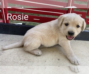 Labrador Retriever Puppy for sale in HOT SPRINGS, SD, USA