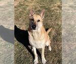 Small German Shepherd Dog