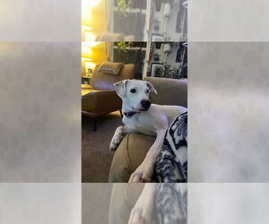 Mutt Dogs for adoption in Weaverville, NC, USA