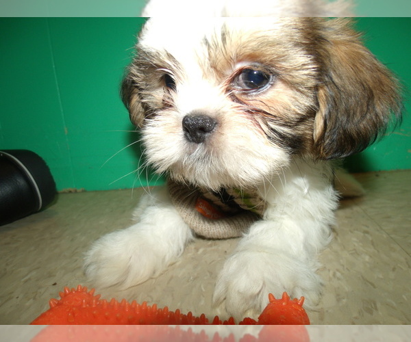 View Ad Shih Tzu Puppy for Sale near New Jersey, PATERSON