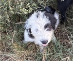 Puppy 8 Australian Shepherd-Old English Sheepdog Mix