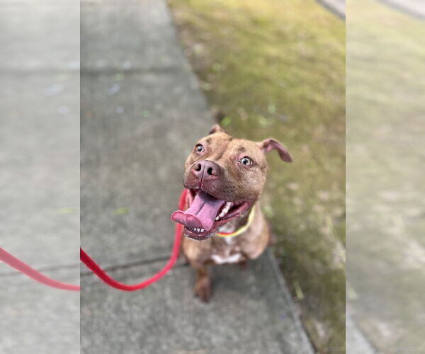 Medium Photo #9 Labrador Retriever-Unknown Mix Puppy For Sale in Atlanta, GA, USA