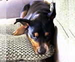 Small #3 Labrador Retriever Mix