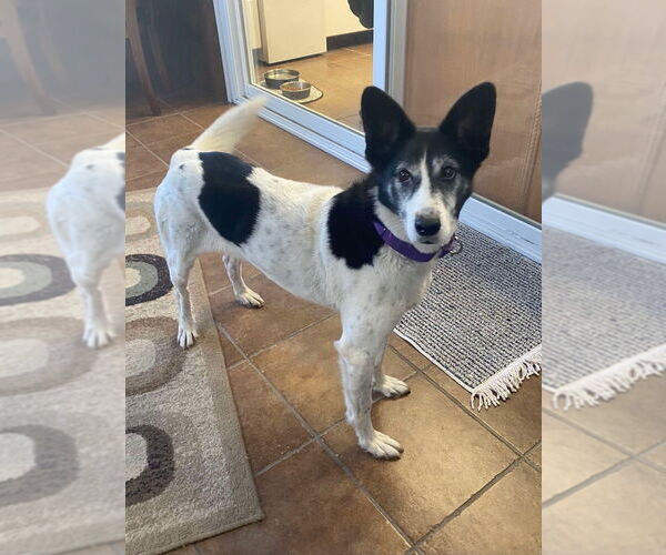 Medium Photo #4 Border-Aussie Puppy For Sale in Osgood, IN, USA