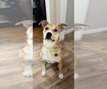 Small #4 Carolina Dog-Labrador Retriever Mix