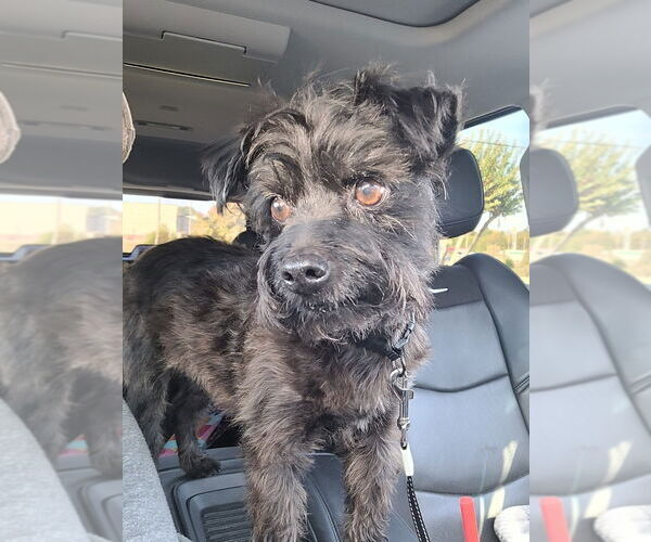 Medium Photo #3 Mutt Puppy For Sale in Conway, AR, USA