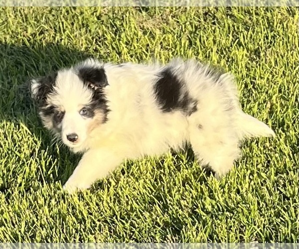 Medium Photo #19 Shetland Sheepdog Puppy For Sale in FORT MORGAN, CO, USA