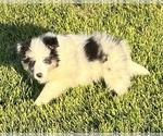 Small #18 Shetland Sheepdog