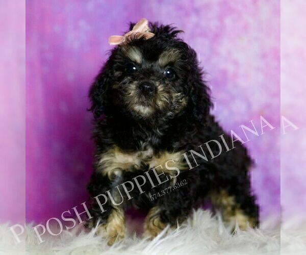 Medium Photo #121 Poodle (Miniature) Puppy For Sale in WARSAW, IN, USA