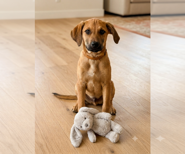 Medium Photo #3 Labrador Retriever-Unknown Mix Puppy For Sale in Genesee, WI, USA