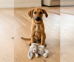 Small #2 Labrador Retriever Mix
