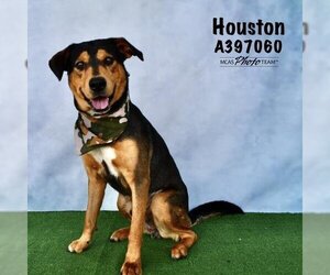 German Shepherd Dog-Unknown Mix Dogs for adoption in Conroe, TX, USA