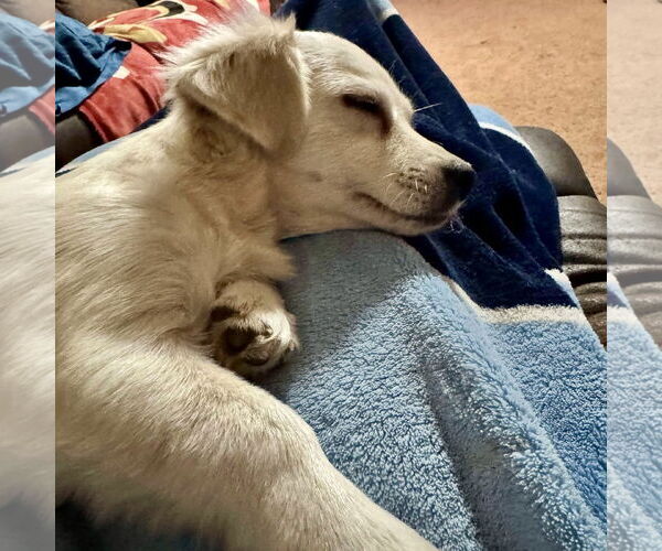 Medium Photo #2 Chiweenie Puppy For Sale in Spring Lake, NC, USA