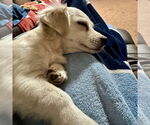 Small #1 Chiweenie