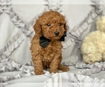 Small Photo #3 Poodle (Miniature) Puppy For Sale in LANCASTER, PA, USA