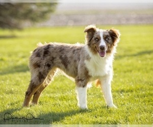 Mother of the Australian Shepherd puppies born on 01/08/2021