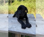 Puppy Puppy 5 Cane Corso