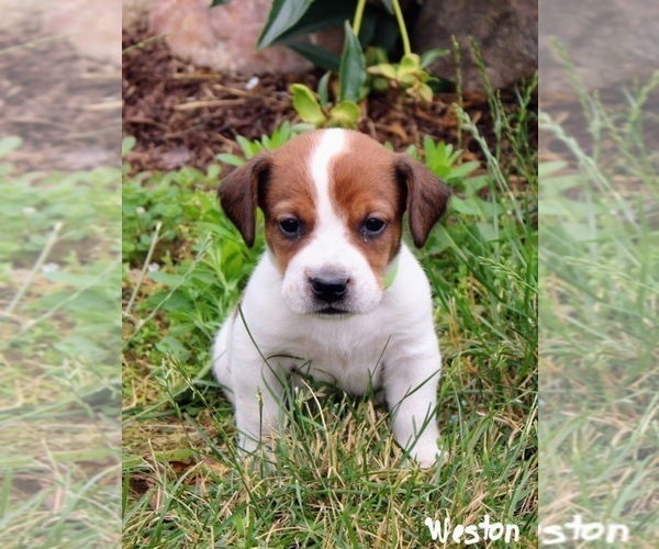 Medium Photo #1 Beabull-Jack Russell Terrier Mix Puppy For Sale in NAPPANEE, IN, USA