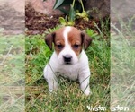 Puppy 1 Beabull-Jack Russell Terrier Mix