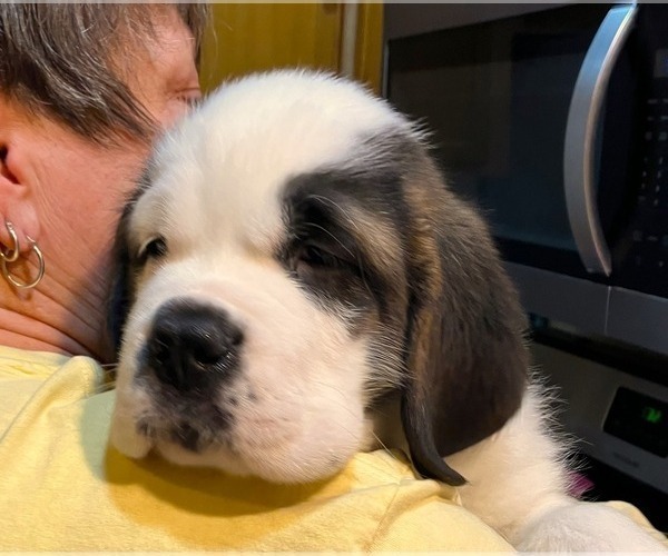 Medium Photo #3 Saint Bernard Puppy For Sale in COLORADO SPRINGS, CO, USA