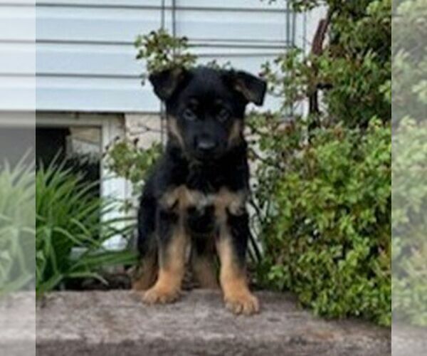 Medium Photo #2 German Shepherd Dog Puppy For Sale in PARADISE, PA, USA