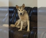 Luna at Large - Female Siberian Husky-Unknown Mix Dog for Adoption - Small photo