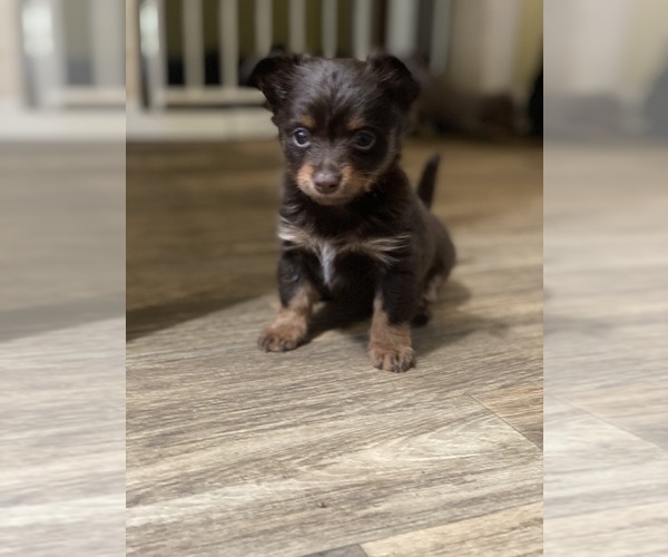 Medium Photo #2 Chihuahua Puppy For Sale in ARANSAS PASS, TX, USA