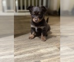 Small #1 Chihuahua