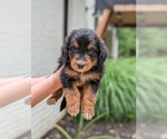 Small Photo #46 Golden Mountain Doodle  Puppy For Sale in BROKEN ARROW, OK, USA