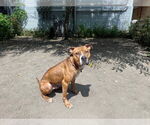 Small #14 American Pit Bull Terrier Mix