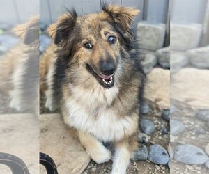 Australian Shepherd-Unknown Mix Dogs for adoption in Newport Beach, CA, USA