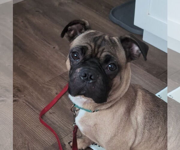 Medium Photo #15 Pug-Unknown Mix Puppy For Sale in Brooklyn Center, MN, USA