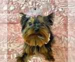 Small Photo #3 Yorkshire Terrier Puppy For Sale in OSCODA, MI, USA