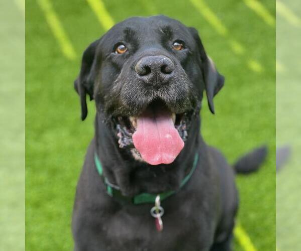 Medium Photo #1 Labrador Retriever Puppy For Sale in San Diego, CA, USA