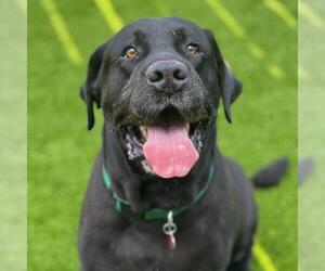 Labrador Retriever Dogs for adoption in San Diego, CA, USA