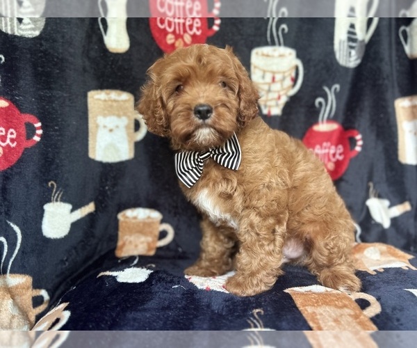 Medium Photo #3 Cavapoo Puppy For Sale in LAKELAND, FL, USA