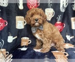 Small #2 Cavapoo