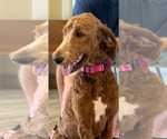 Small Poodle (Standard)