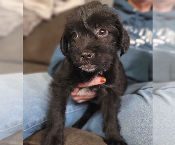 Medium Photo #1 Mutt Puppy For Sale in New London, WI, USA