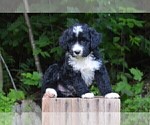 Puppy 6 Bernedoodle
