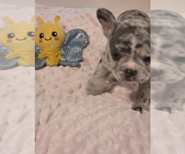 Medium Photo #50 French Bulldog Puppy For Sale in ASHLAND, OH, USA