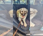Small Photo #37 Anatolian Shepherd-Great Pyrenees Mix Puppy For Sale in AGOURA HILLS, CA, USA